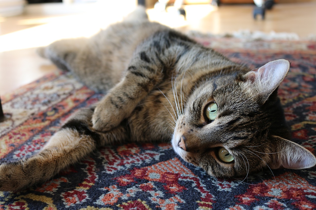 animals-2608536_1280